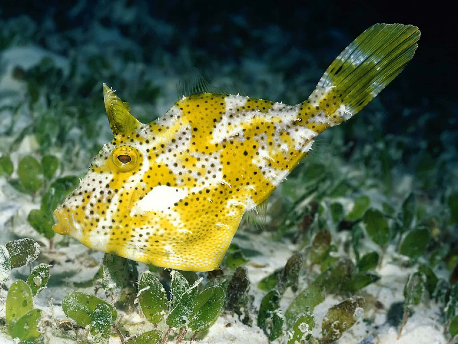 Yellow Spotted Cowfish Underwater Wallpaper