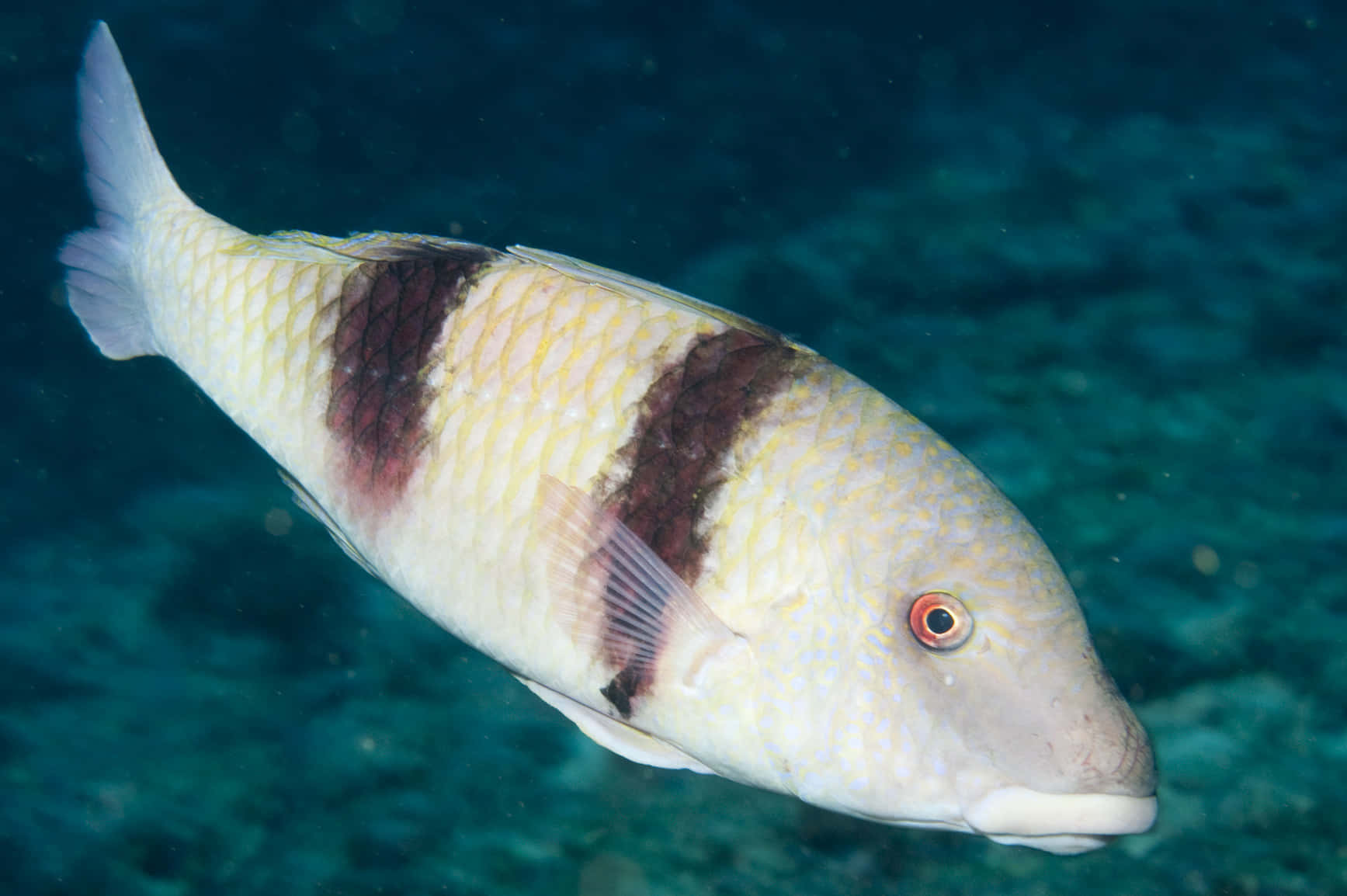 Yellow Striped Goatfish Underwater Wallpaper