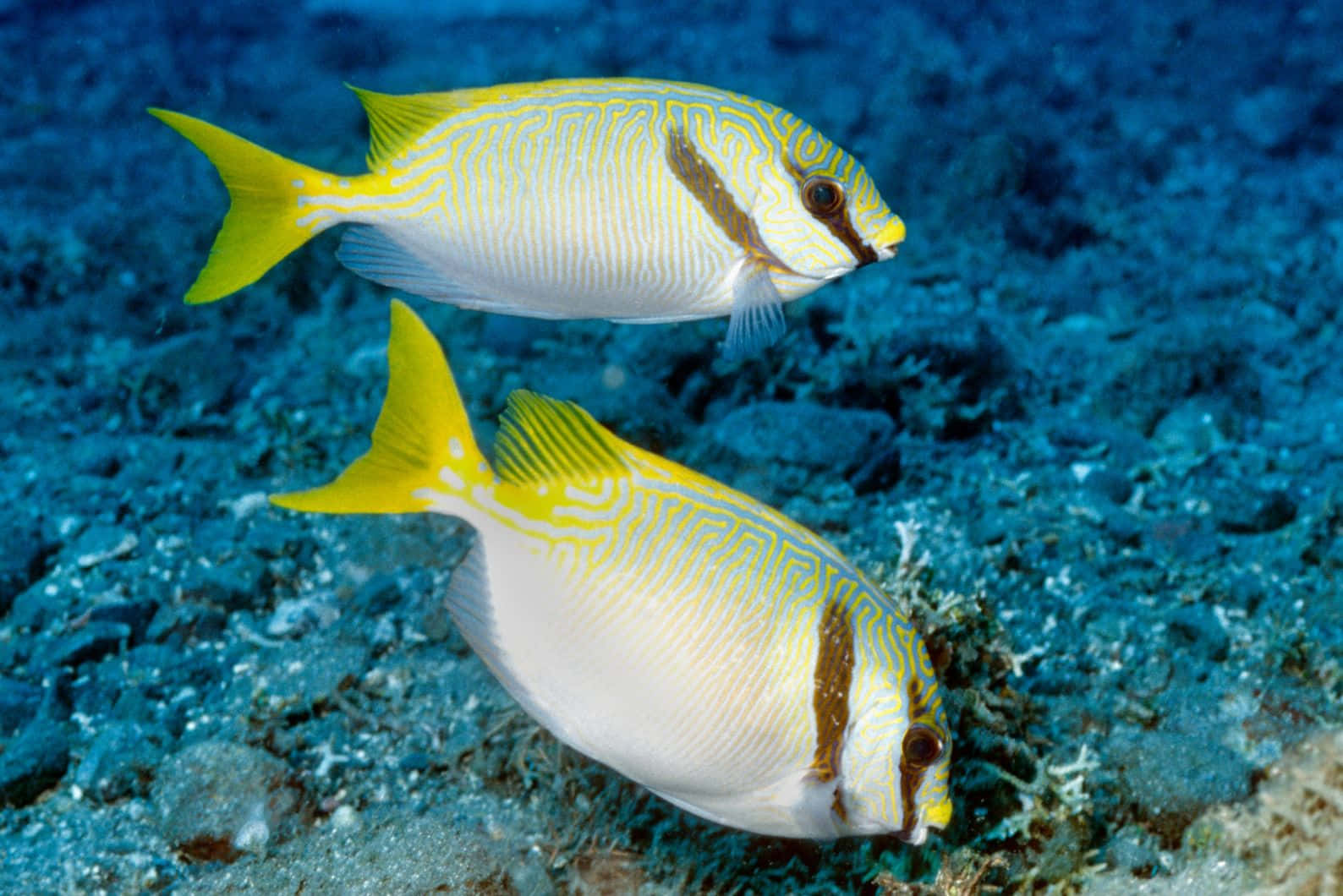 Yellow Striped Rabbitfish Underwater Wallpaper