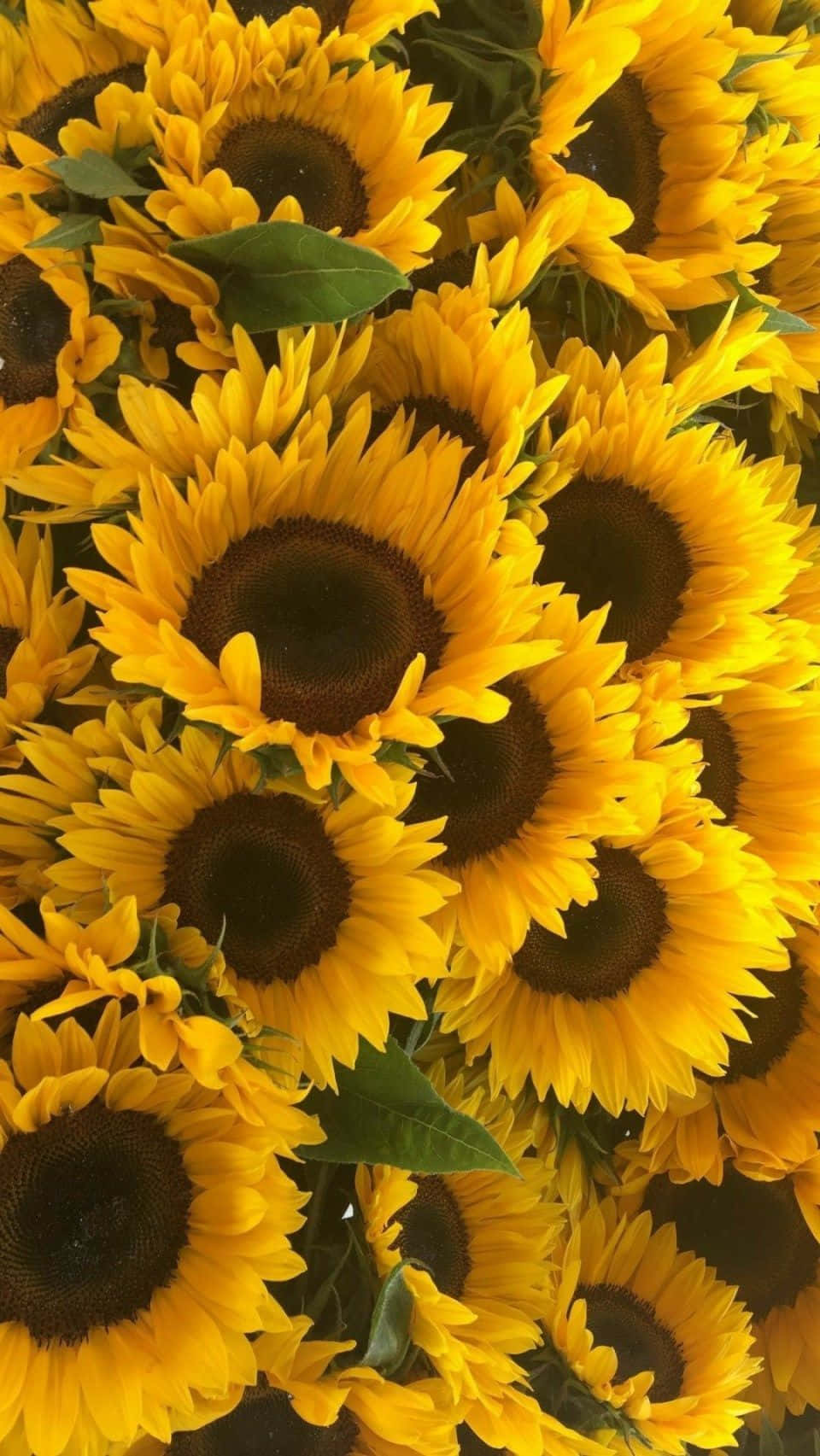 Yellow Sunflower Samsung Phone Wallpaper