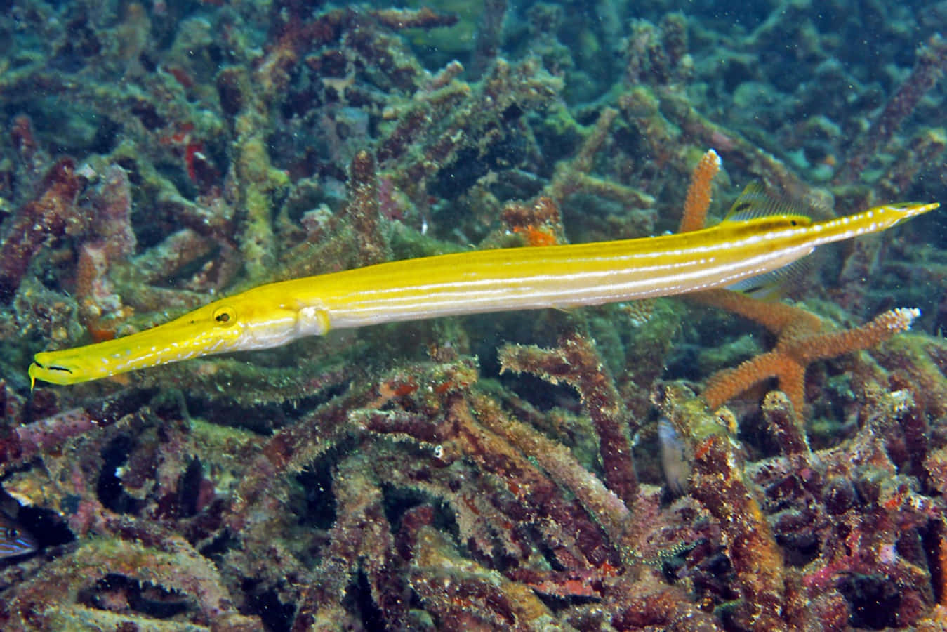 Yellow Trumpetfish Coral Reef Wallpaper