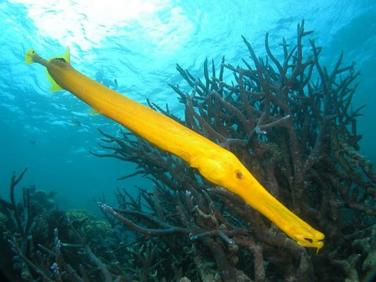 Yellow Trumpetfish Coral Reef Wallpaper