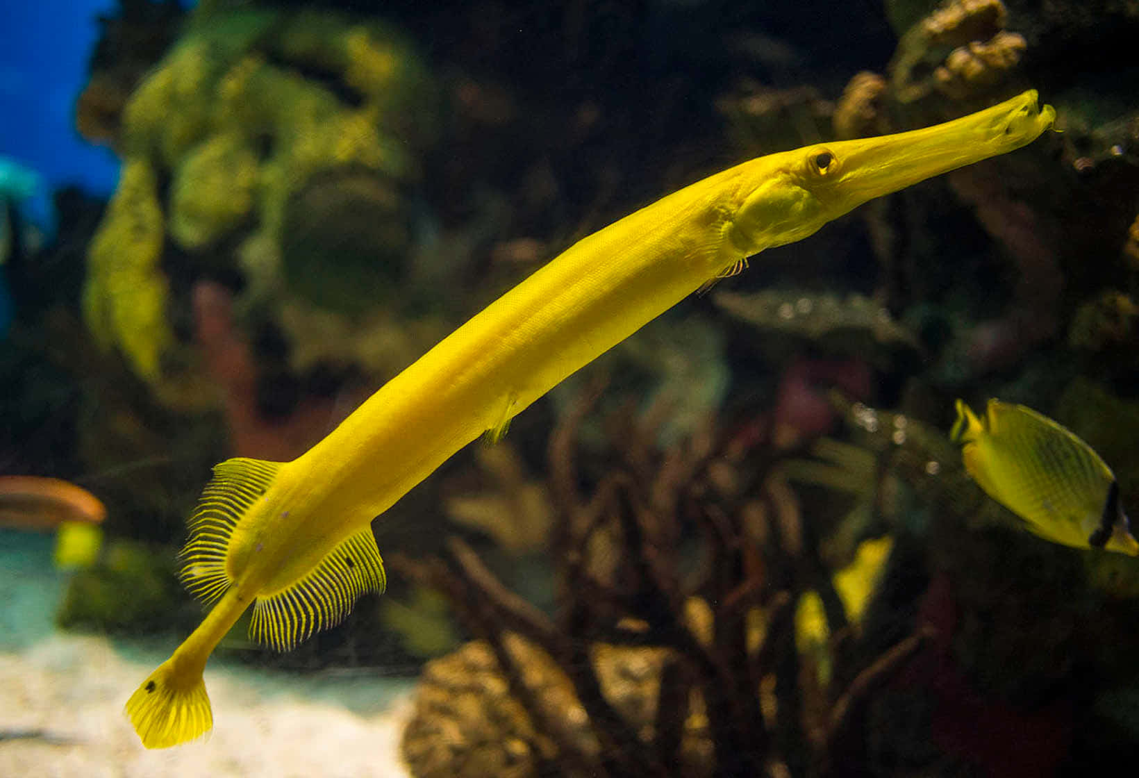 Yellow Trumpetfish Underwater Wallpaper