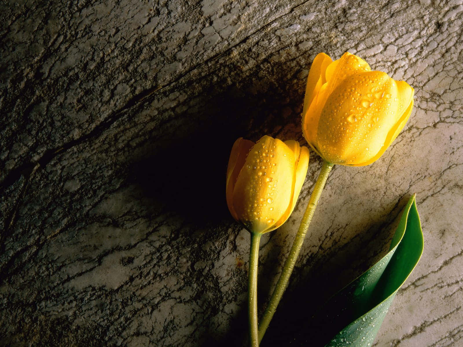 Yellow Tulips 1600 X 1200 Wallpaper Wallpaper