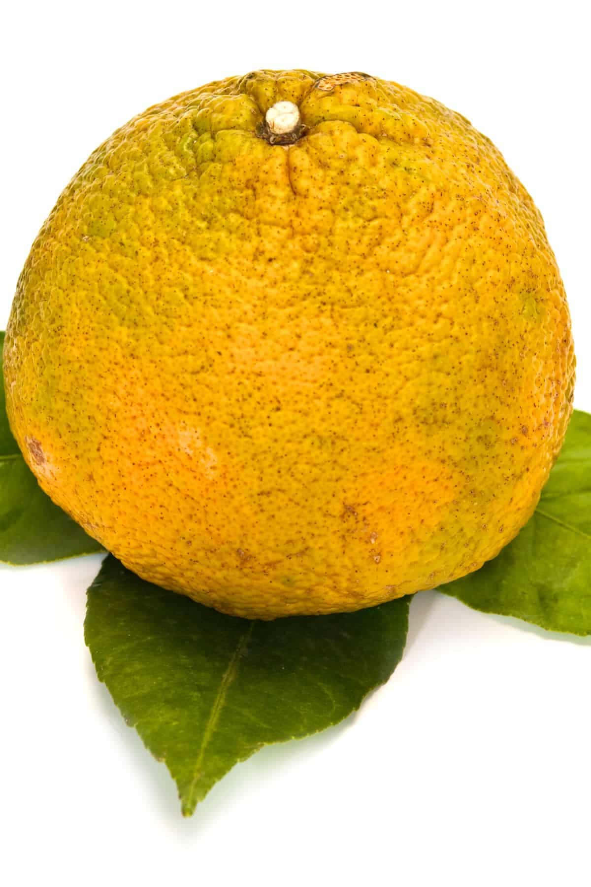 Yellow Ugli Citrus Fruit On Leaves Wallpaper