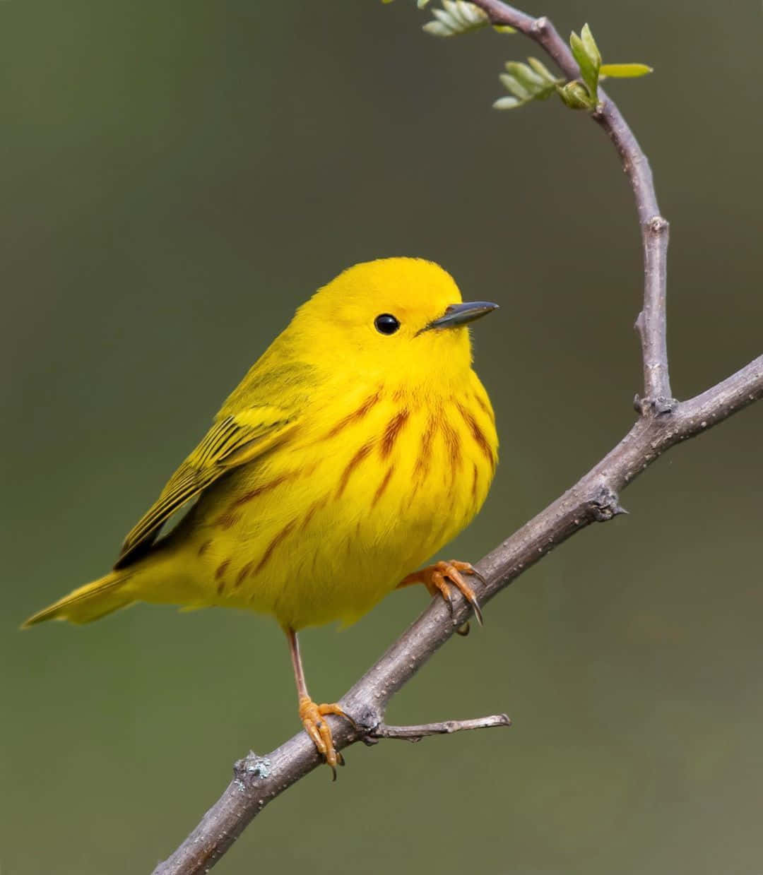 Yellow Warbler Perched On A Branch Surrounded By Green Leaves Wallpaper