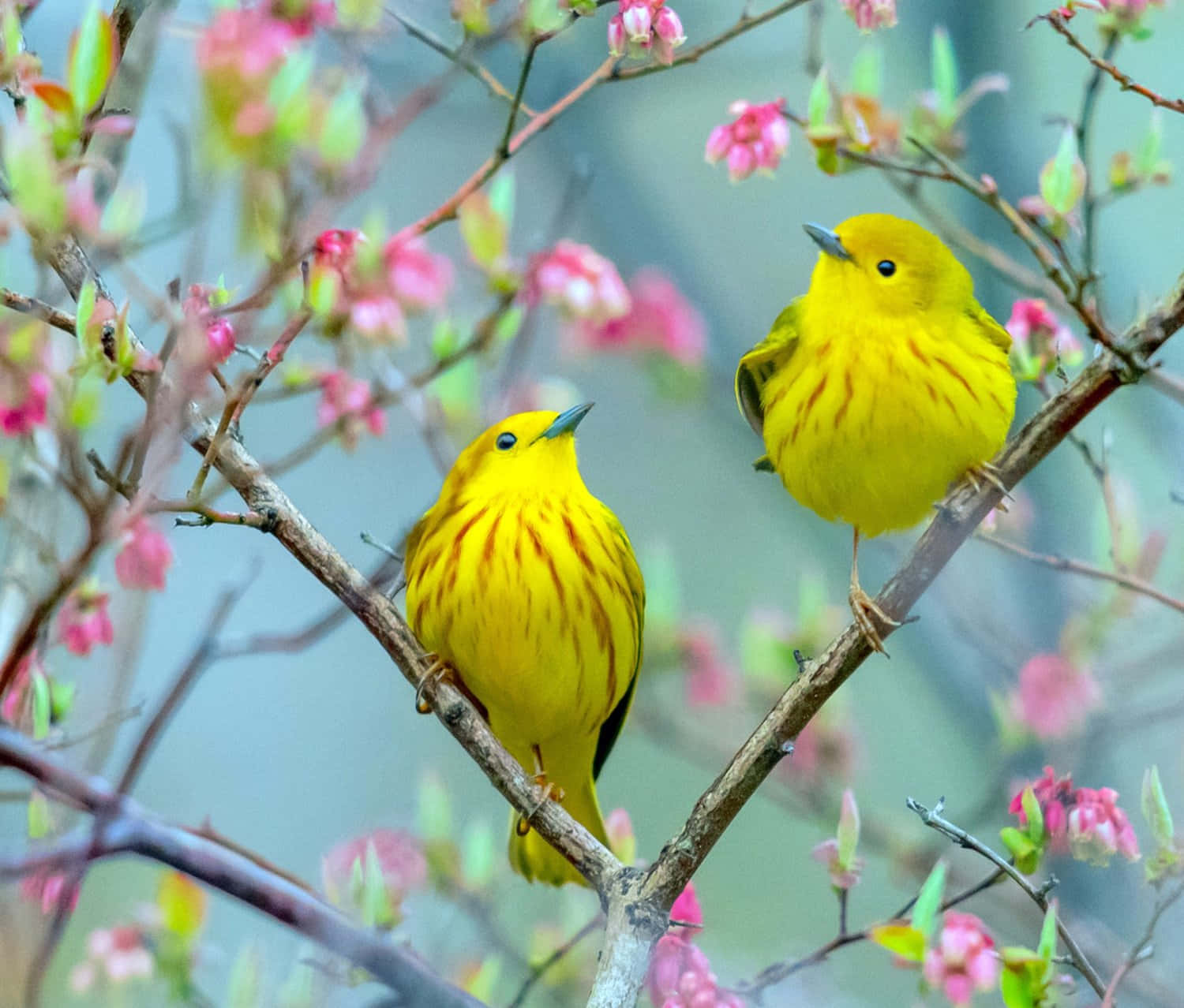 Yellow Warbler Perching On A Branch Wallpaper