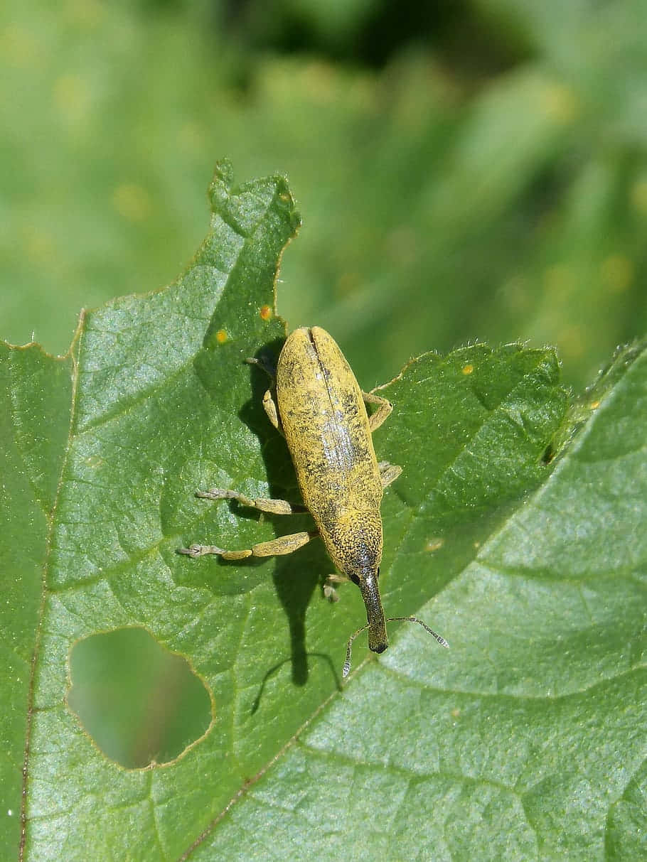 Yellow Weevilon Green Leaf Wallpaper