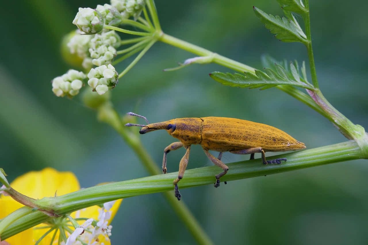 Yellow Weevilon Green Stem.jpg Wallpaper