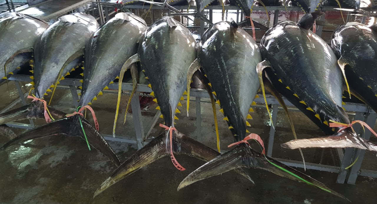 Yellowfin Tuna Auction Display Wallpaper