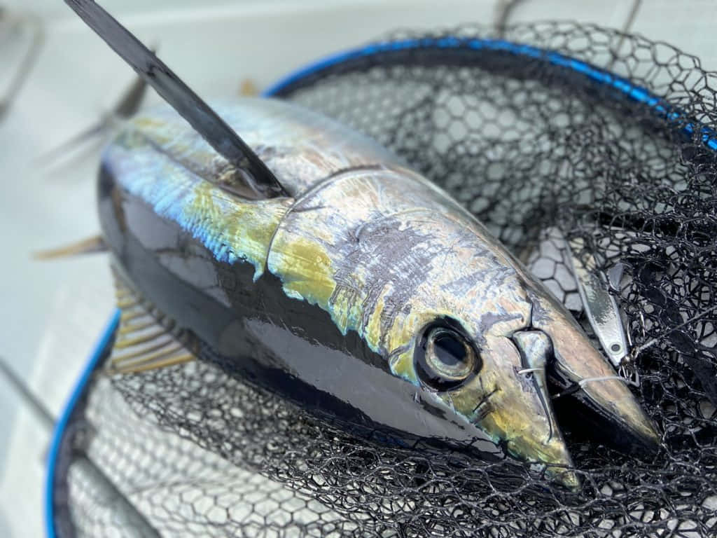 Yellowfin Tuna Caughtin Net Wallpaper