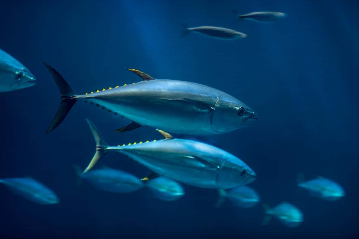 Yellowfin Tuna School Underwater Wallpaper