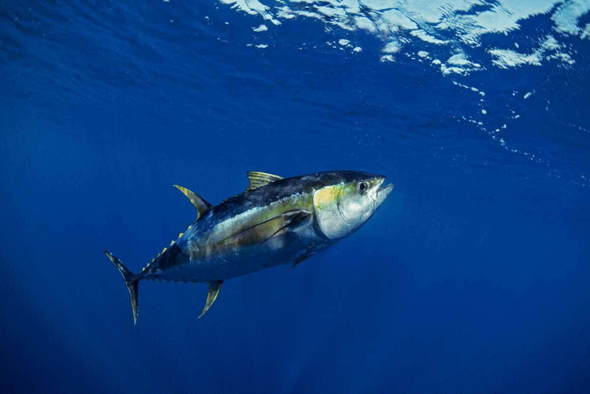 Yellowfin Tuna Swimming Deep Blue Ocean Wallpaper