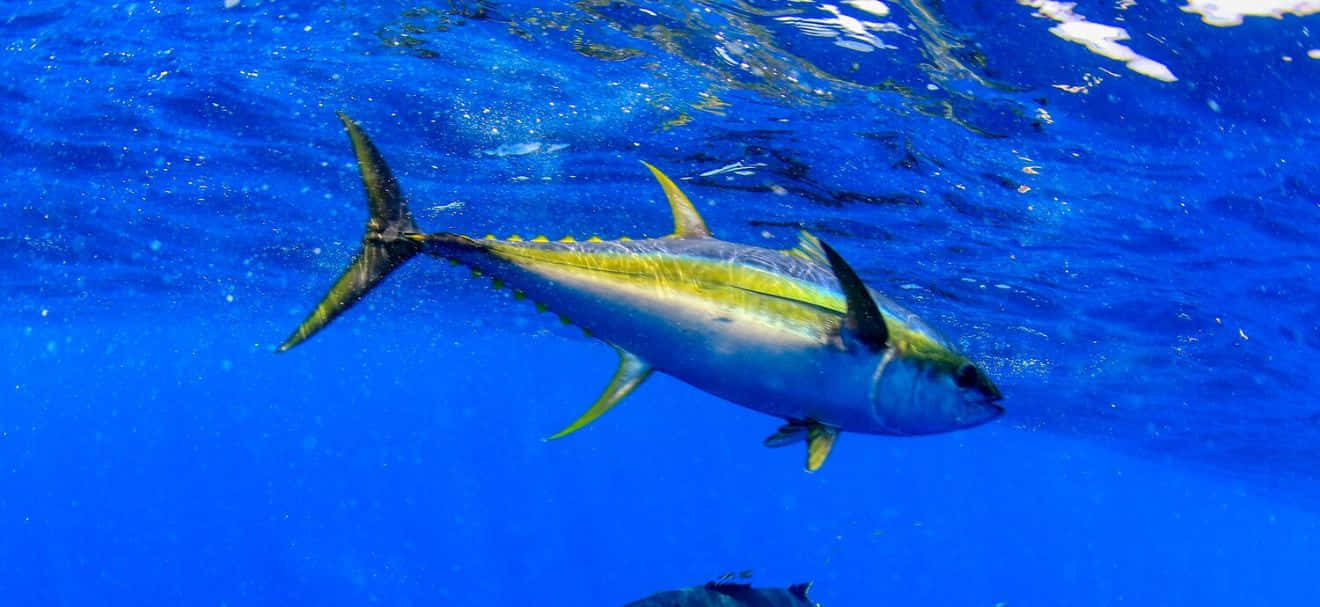 Yellowfin Tuna Underwater Swimming.jpg Wallpaper