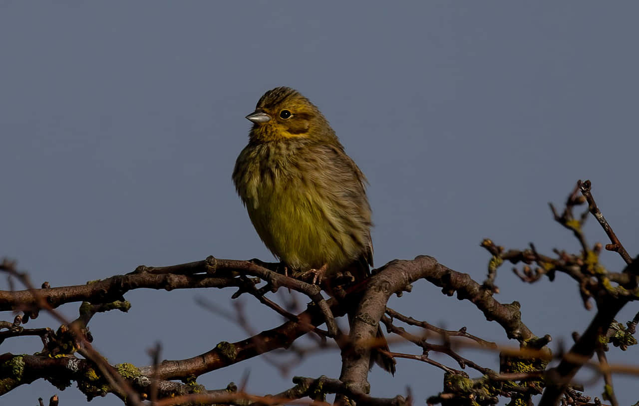 Yellowhammer Bird On Tree Branch Wallpaper