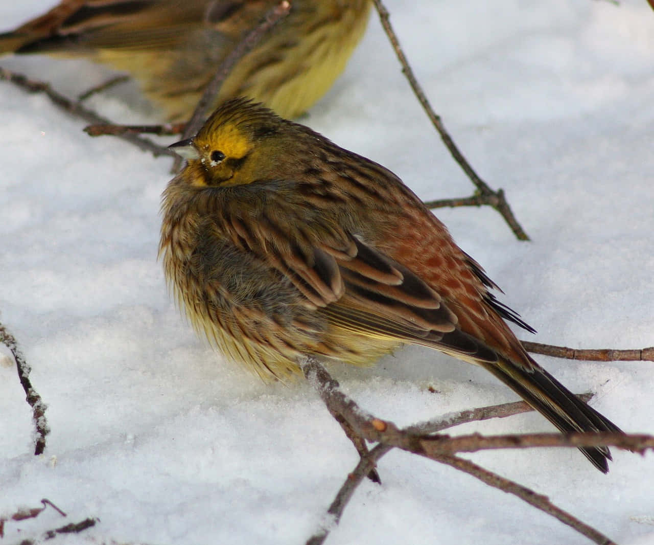 Yellowhammer Bird Perched On A Branch Wallpaper