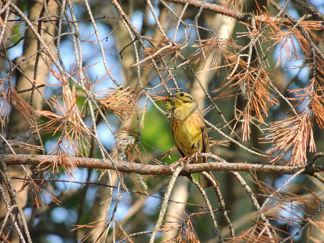 Yellowhammer Perch On The Blooming Branch Wallpaper