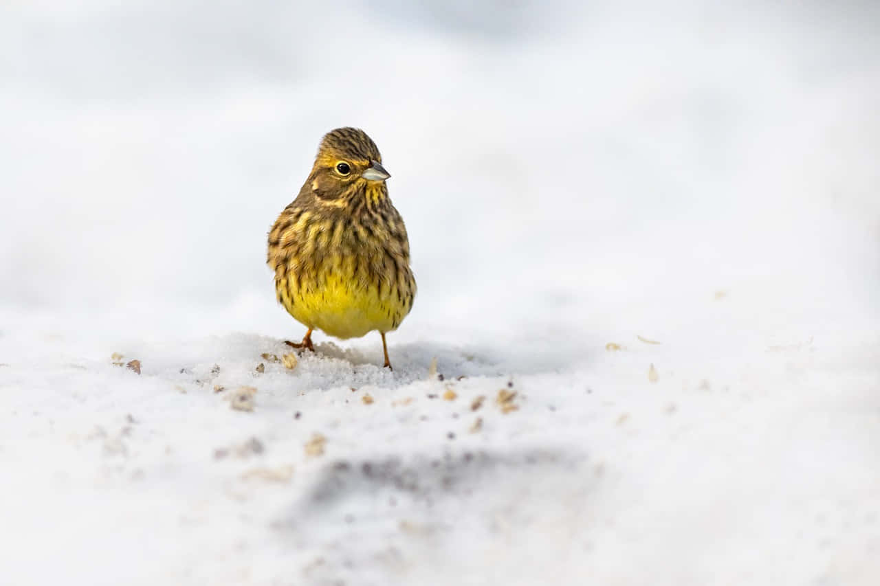 Yellowhammer Perched In Nature Wallpaper