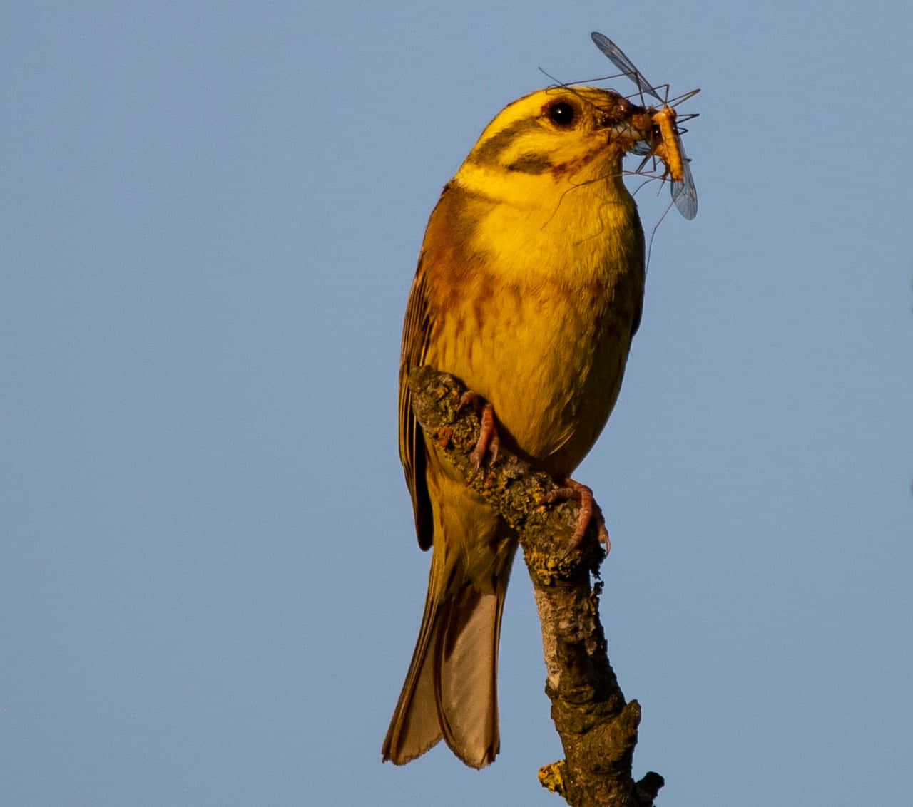 Yellowhammer Perched On A Branch Wallpaper