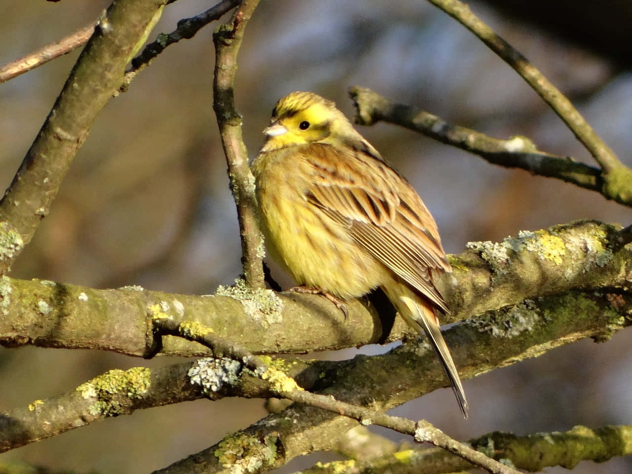 Yellowhammer Perched On A Branch Wallpaper