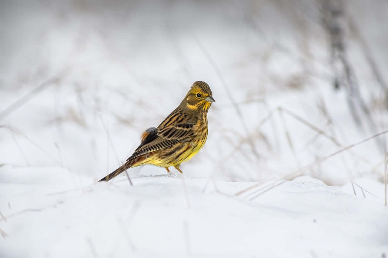 Yellowhammer Perching On A Branch Wallpaper