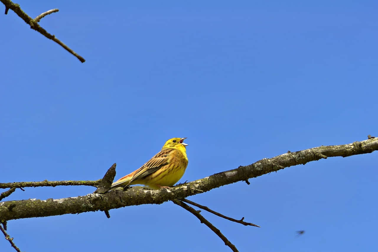 Yellowhammer Perching On A Branch Wallpaper