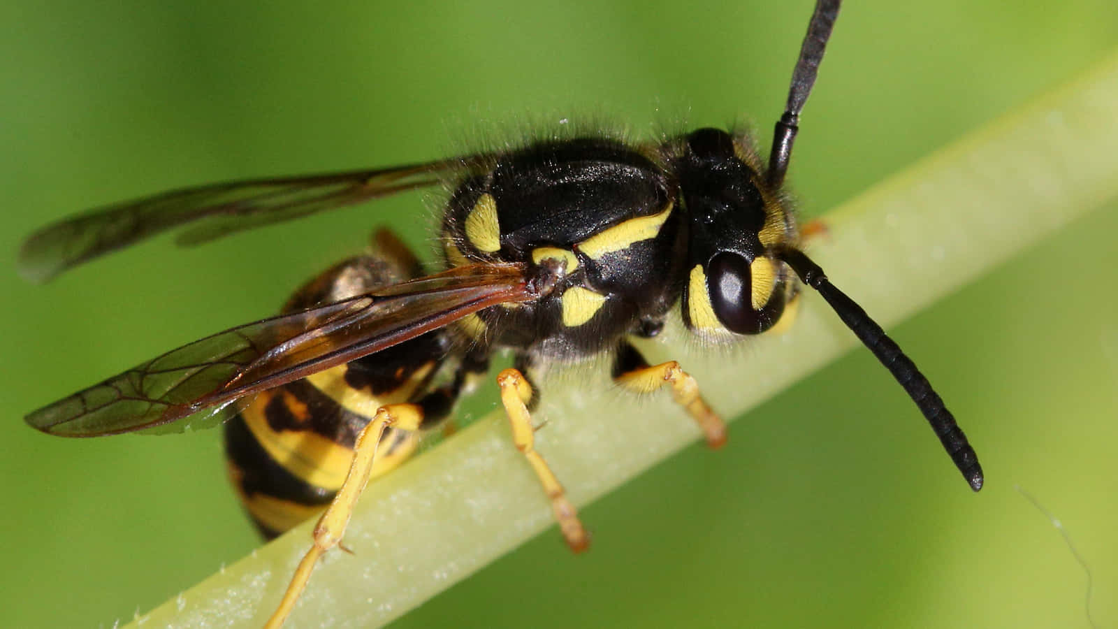 Yellowjacket Wasp Closeup Wallpaper