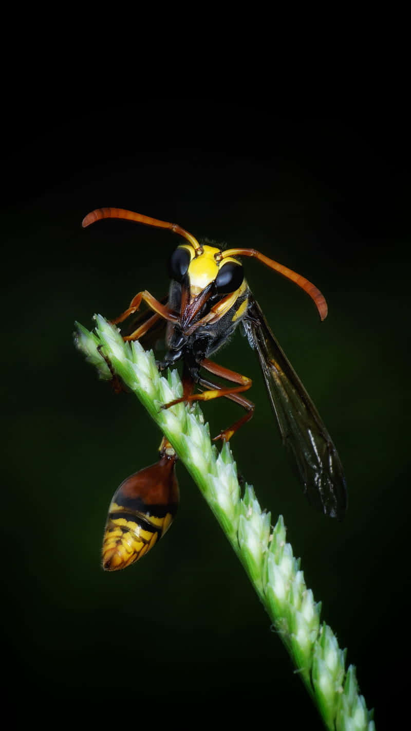 Yellowjacket Waspon Plant Stem Wallpaper