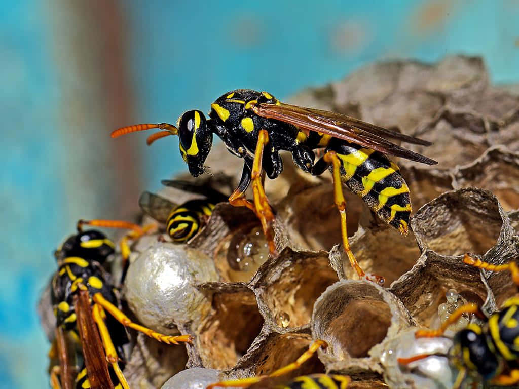 Yellowjacketson Nest_ Closeup Wallpaper