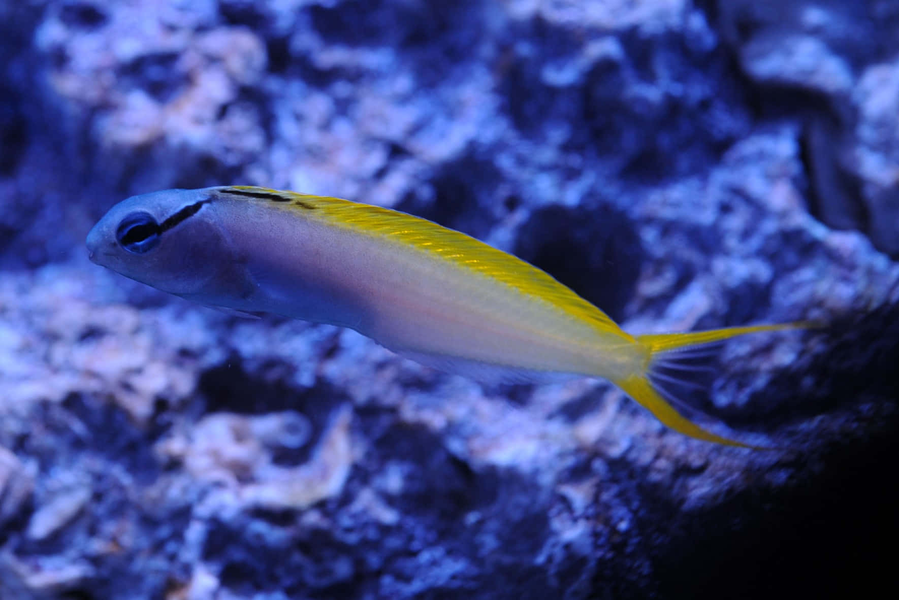 Yellowtail Blennyin Aquarium Wallpaper