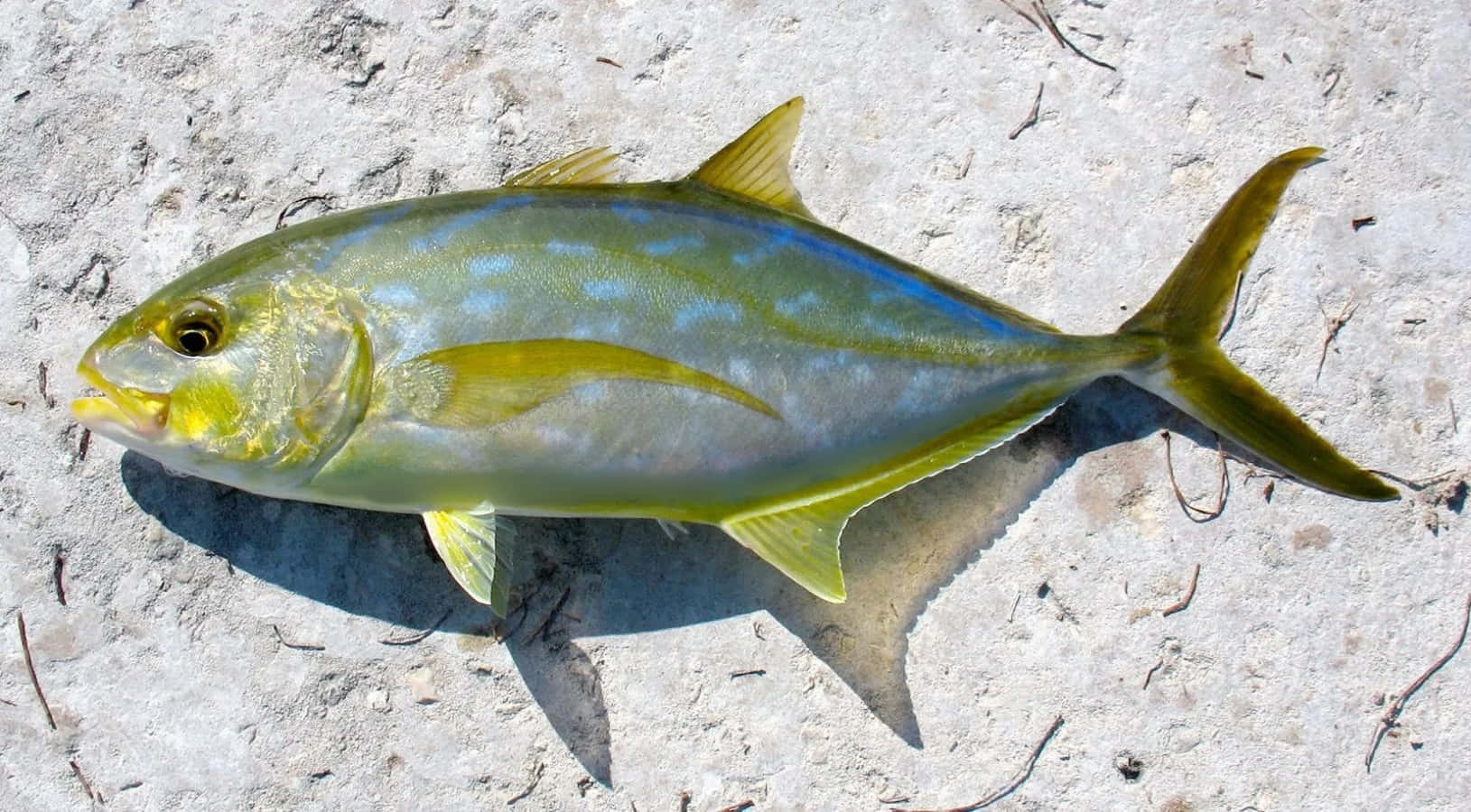 Yellowtail Jack Fish On Sand Wallpaper