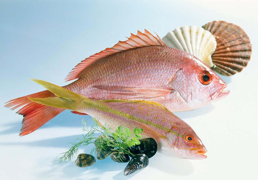 Yellowtail Snapper Display Wallpaper