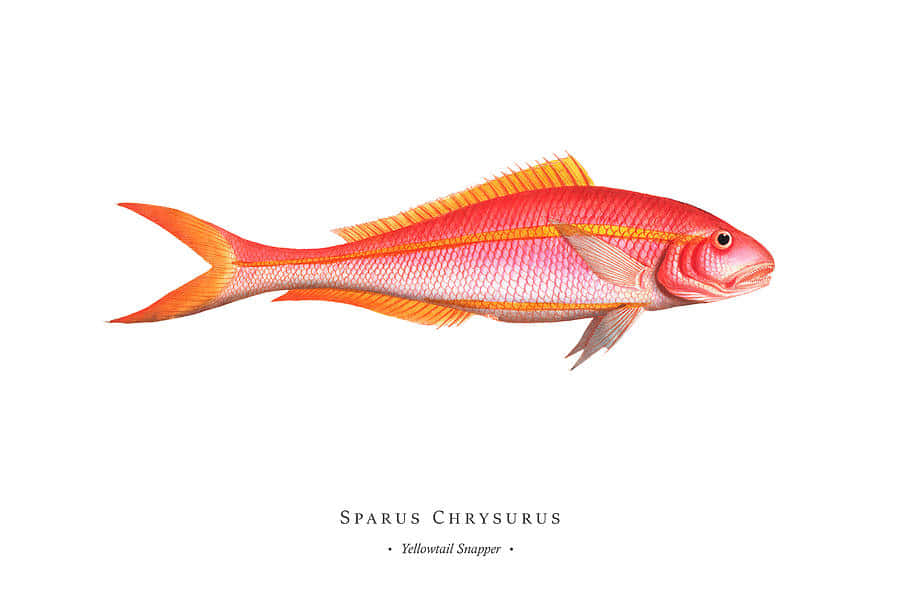 Yellowtail Snapper Illustration Wallpaper