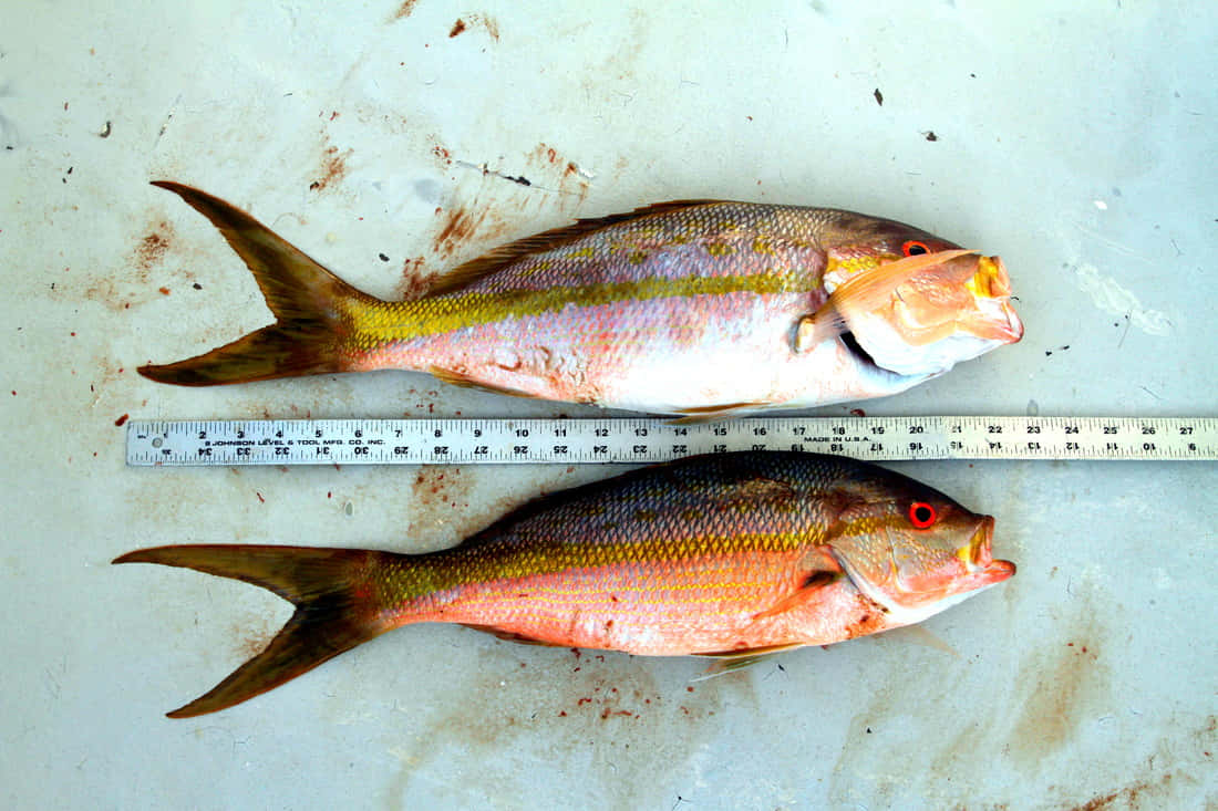 Yellowtail Snapper Measurement Wallpaper