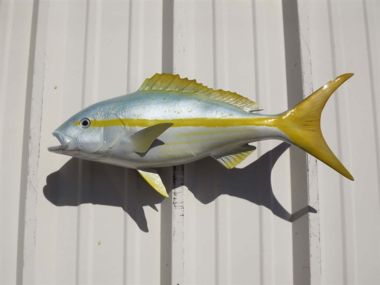 Yellowtail Snapper Modelon White Wall Wallpaper