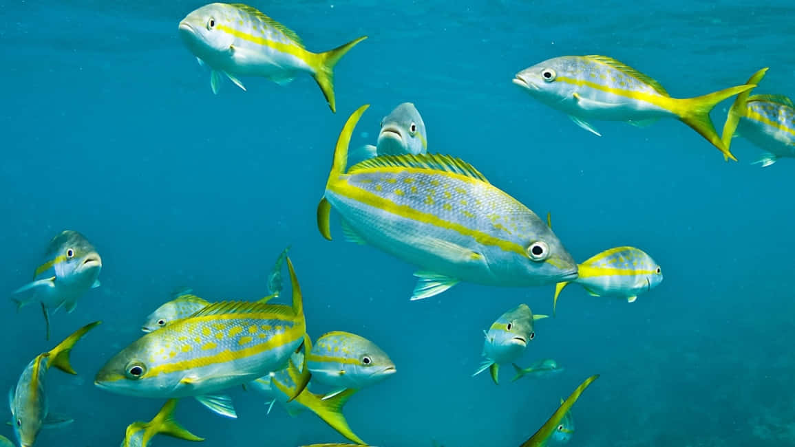 Yellowtail Snapper School Underwater Wallpaper