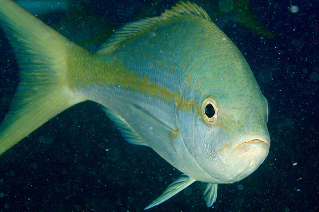 Yellowtail Snapper Underwater Wallpaper