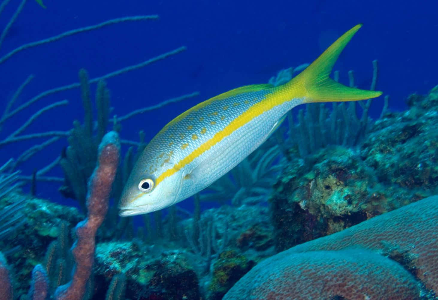 Yellowtail Snapper Underwater Scene.jpg Wallpaper