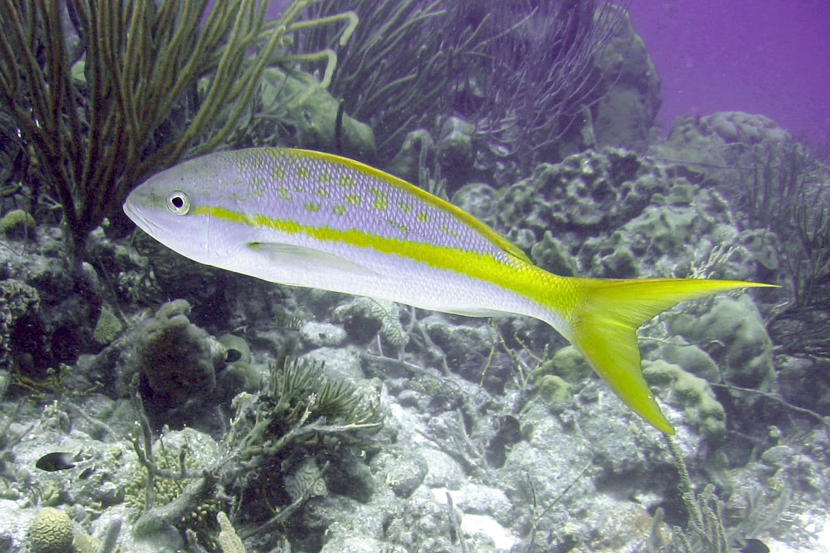 Yellowtail Snapper Underwater Wallpaper