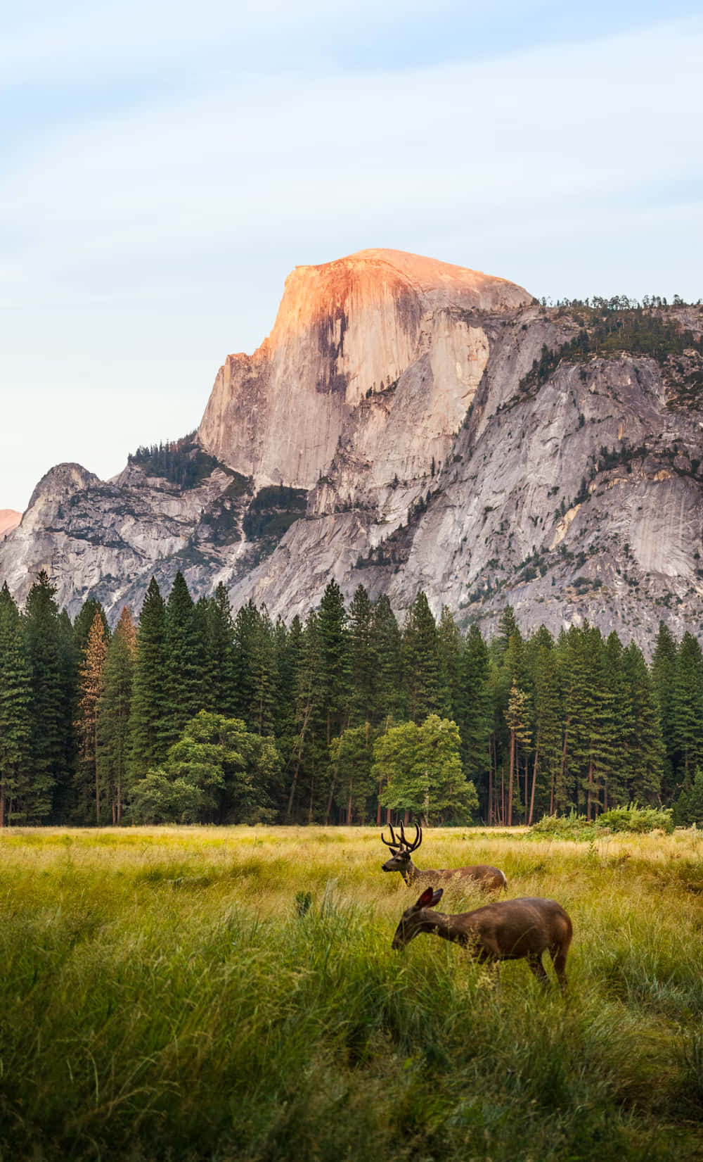 Yosemite El Capitan Deer Sunset Wallpaper