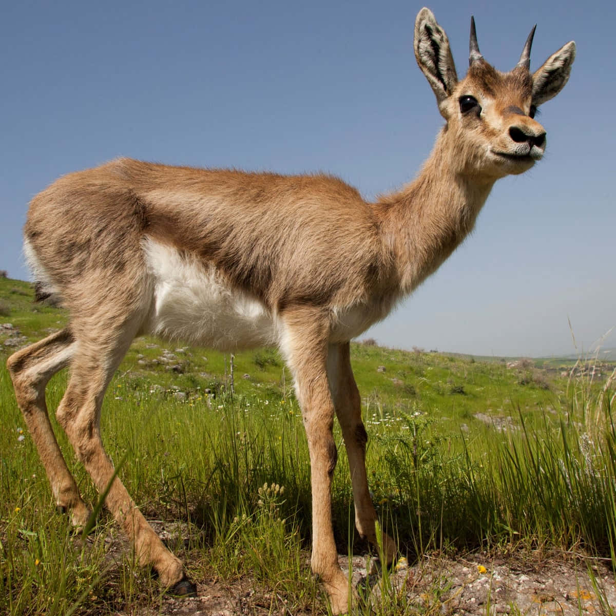 Young Gazellein Grassy Field Wallpaper