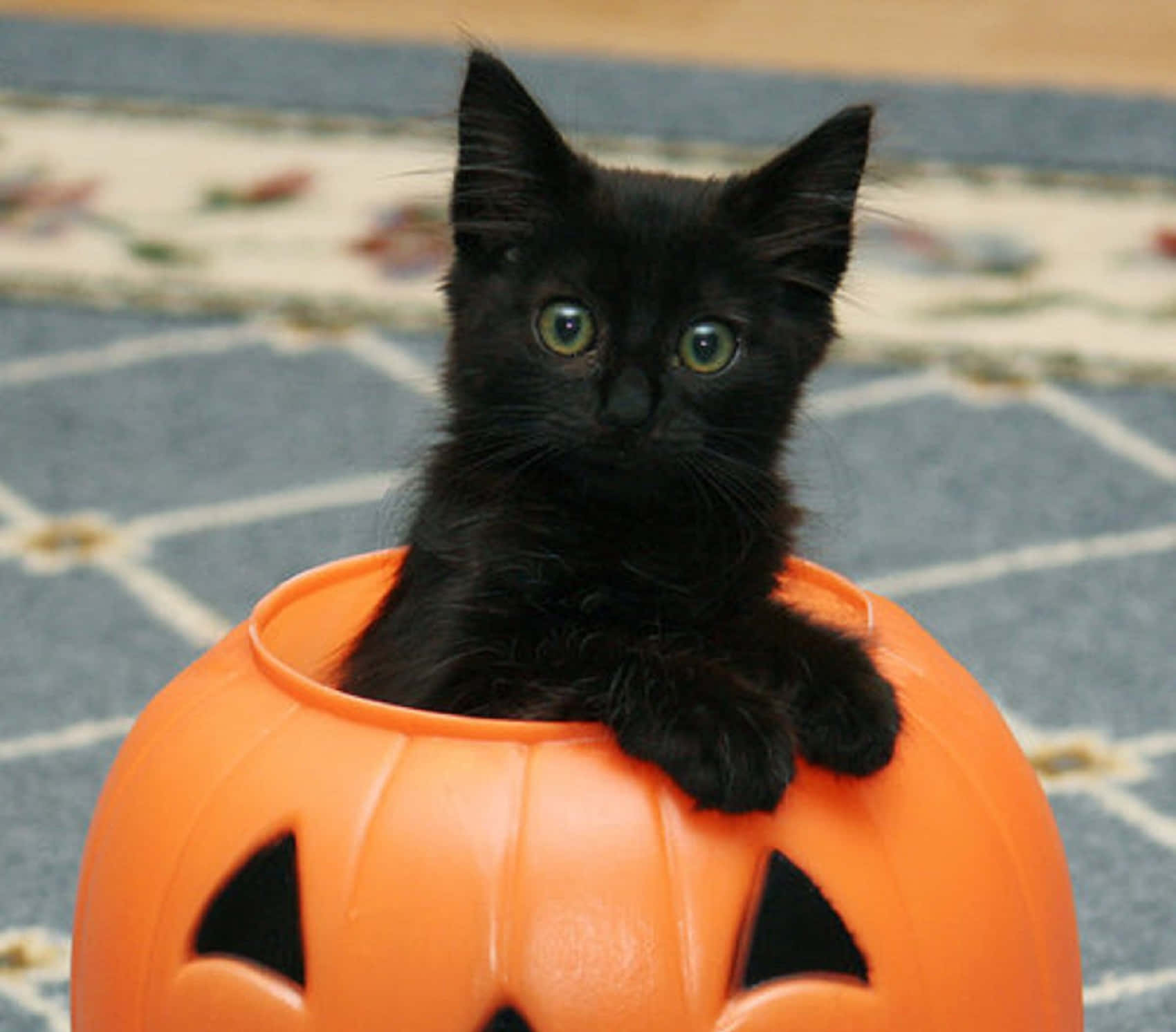 Your Pet Wants A Halloween Costume Too! Wallpaper