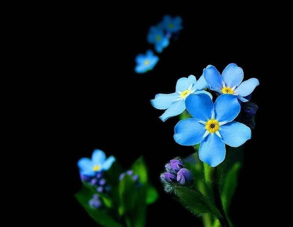 Zambia Blue Flower Wallpaper