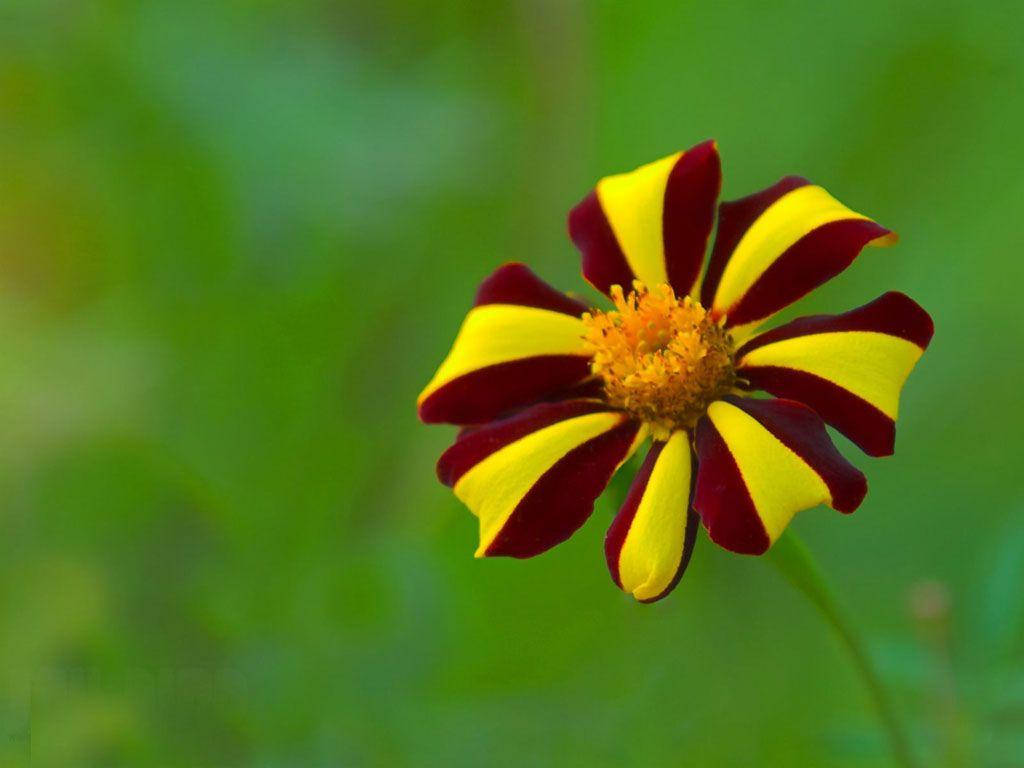 Zambia Maroon Yellow Flower Wallpaper