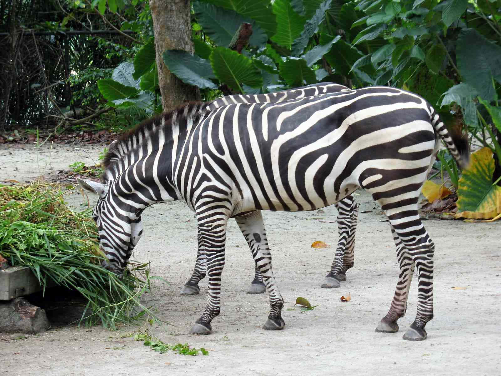 Zebra Feeding Time Singapore Zoo.jpg Wallpaper