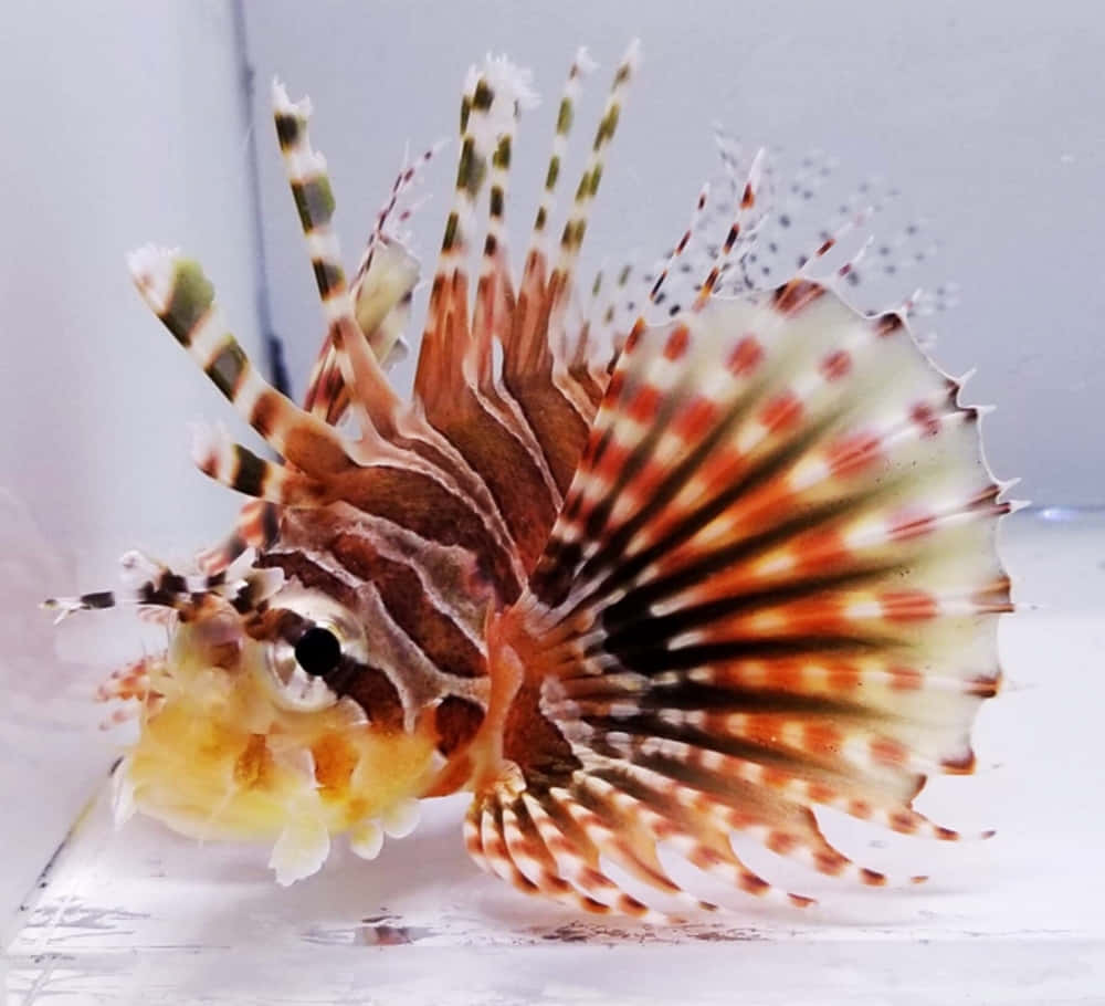 Zebra Lionfish Aquarium Display Wallpaper