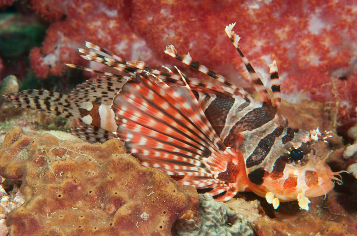 Zebra Lionfish Underwater Camouflage Wallpaper