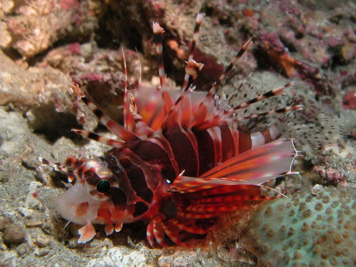 Zebra Lionfish Underwater Camouflage Wallpaper