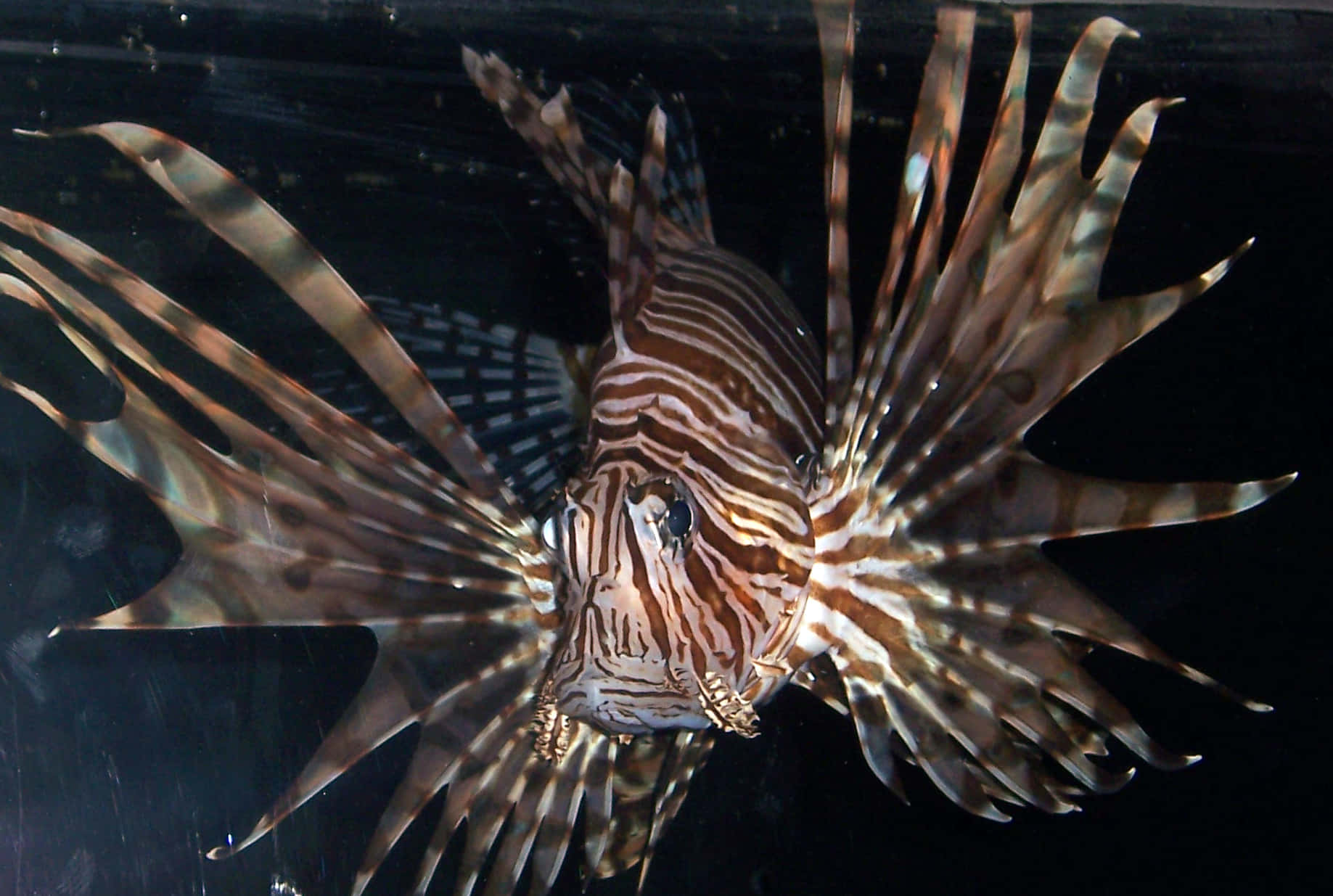 Zebra Lionfish Underwater Display Wallpaper