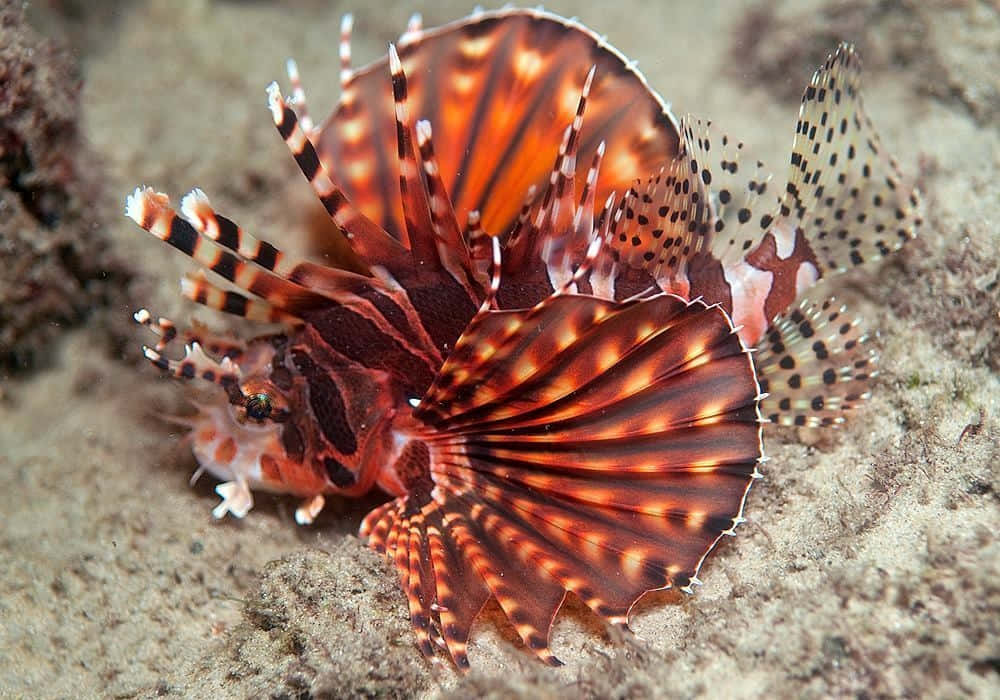 Zebra Lionfish Underwater Display Wallpaper